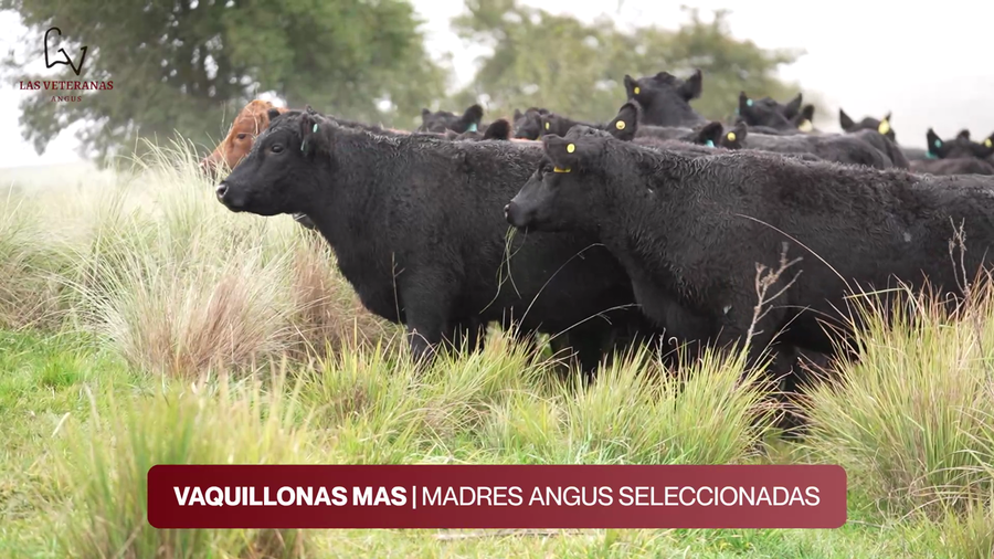 Lote Lote 17