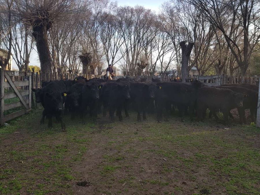 Lote 40 Terneros en Gral. Lamadrid, Buenos Aires