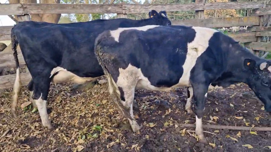 Lote Vacas holando prox.