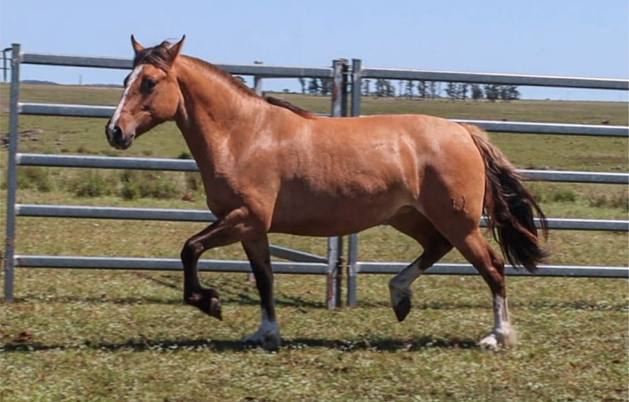 Lote PORA IREVERENTE