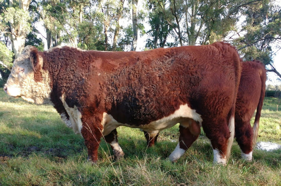 Lote Dosis de Semen Jotabe X5213 "Norteño"