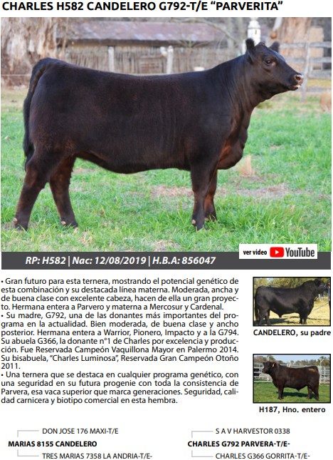 Lote TERNERAS PEDRIGREE