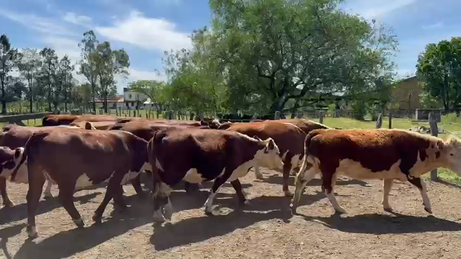 Lote 27 Vacas faena en Corrientes, Monte Caseros