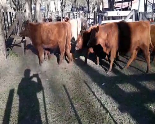 Lote 14 Terneras en Gral. Lamadrid, Buenos Aires