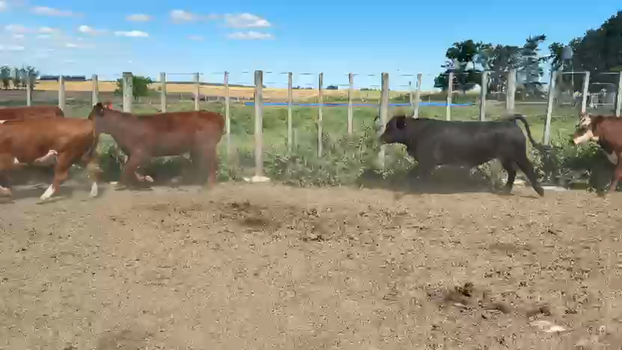 Lote TERNERAS