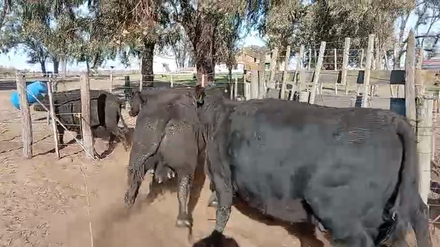 Lote 140 Vacas faena