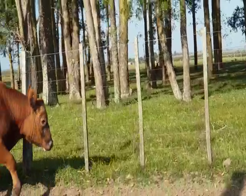 Lote 3 Toros a remate en Toros en el Campanero 2021, Lavalleja