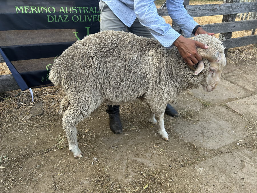 Lote Borrego 2D (MO: Si)