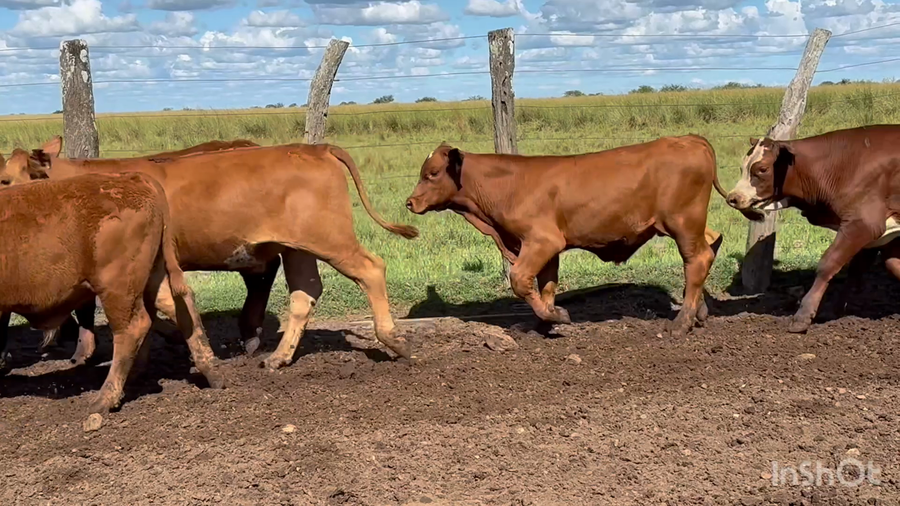 Lote 200 Terneros