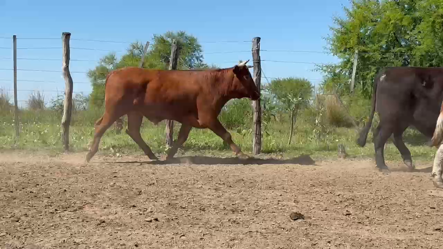 Lote 46 Novillos