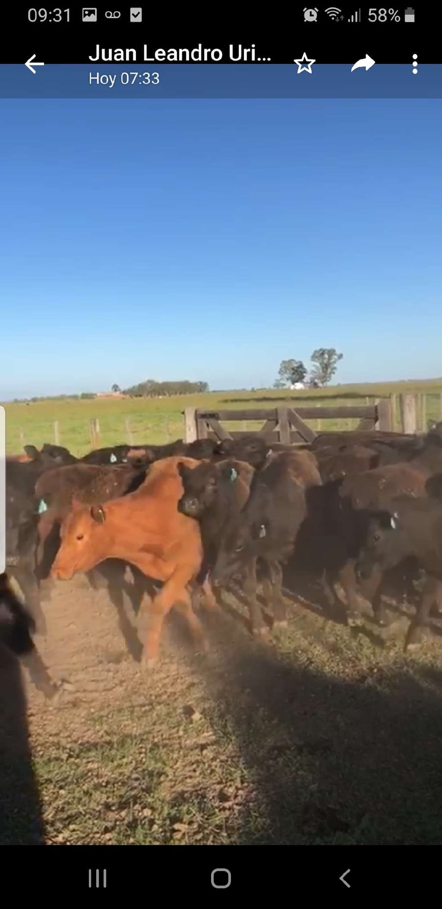 Lote 61 Terneros/as en Suipacha, Buenos Aires