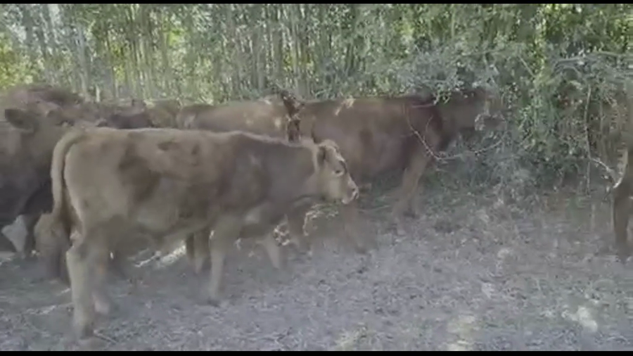 Lote 14 Ternero en San Carlos, XVI Región Ñuble