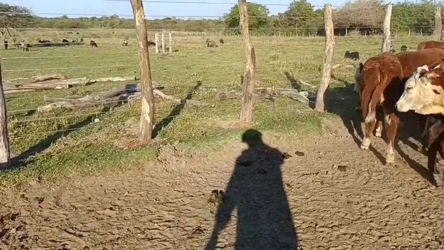 Lote 79 Terneros/as en Corrientes, Mercedes