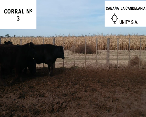 Lote CABAÑA “LA CANDELARIA” de Unity SA VAQUILLAS PURAS CONTROLADAS NEGRAS PARA ENTORAR