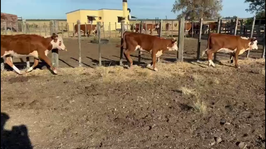 Lote TERNEROS Y TERNERAS