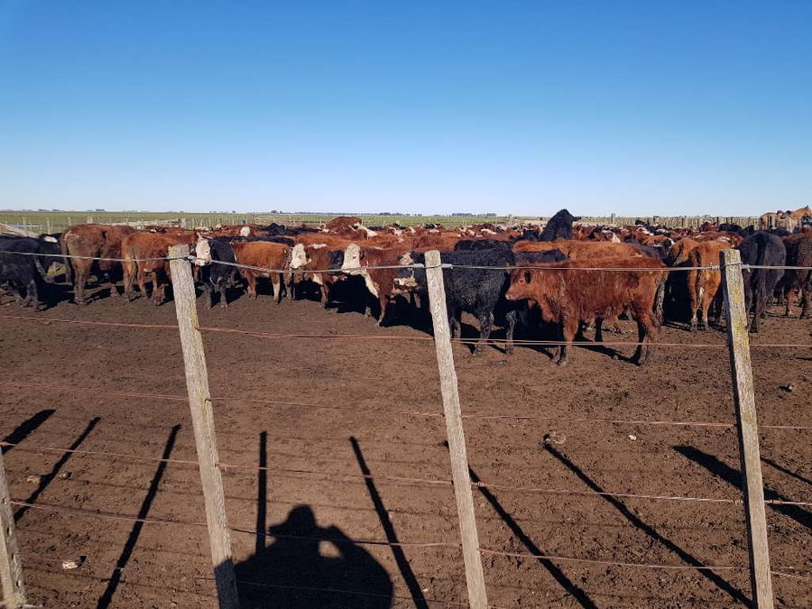 Lote 65 Terneros en Benito Juárez, Buenos Aires