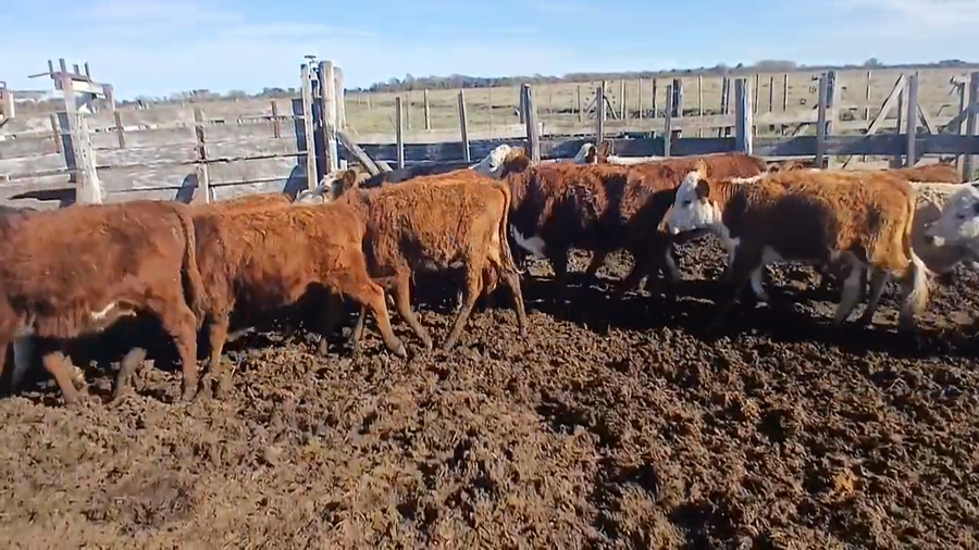 Lote 20 Terneras Cruza en Sunchales, Santa Fe