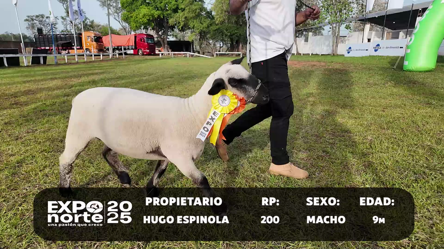 Lote RP 200