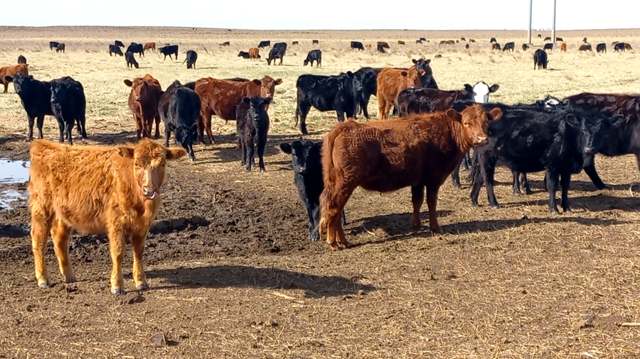 Lote 45 Novillitos en Urdampilleta, Buenos Aires