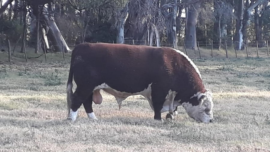 Lote Dosis de Semen Jotabe X4691 "Top Gun"