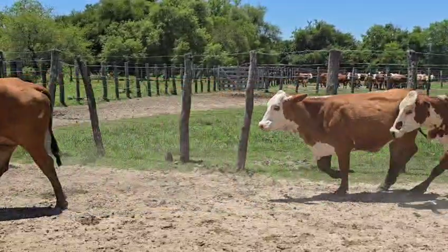 Lote 50 Vacas de invernar