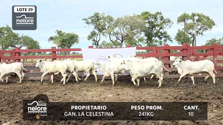 Lote LOTE 29