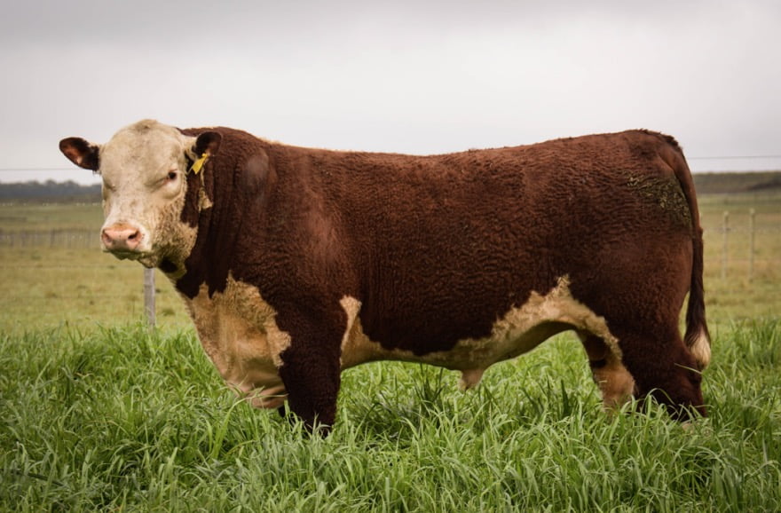 Lote POLLED HEREFORD