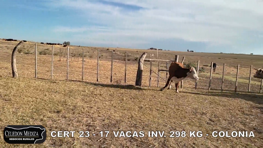 Lote 17 Vacas de Invernada en Colonia