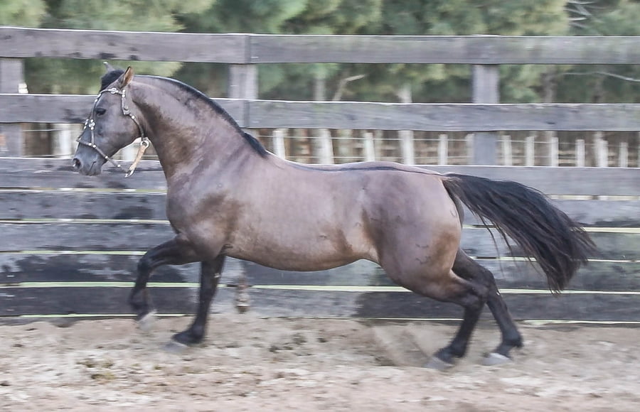 Lote FEDERAL CHAMIGO