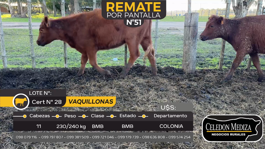 Lote 11 Vaquillonas  en Tarariras, Colonia