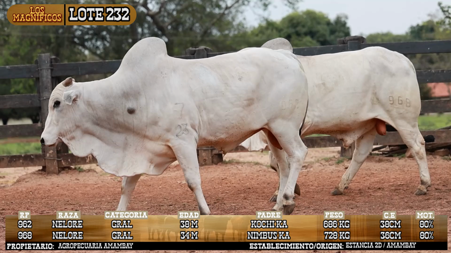 Lote LOTE 232 - VIVO