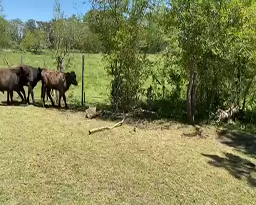 Lote Terneros/as en Gral. Belgrano, Buenos Aires
