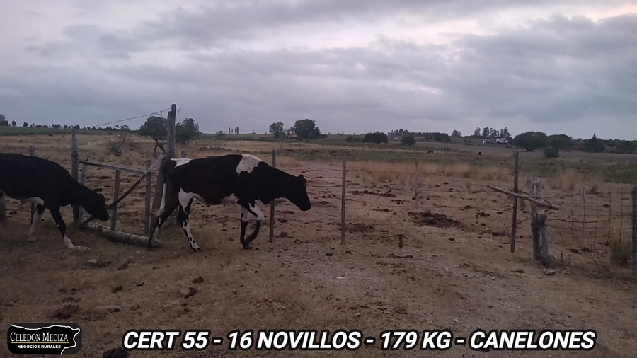 Lote 16 Novillos 1 a 2 años en Tala, Canelones