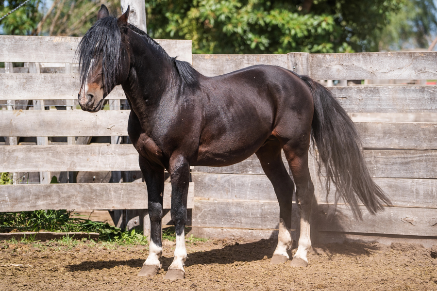 Lote SAN JOSE POMODORO