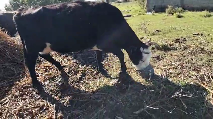 Lote Vaca a remate en Pantalla Camy, San José