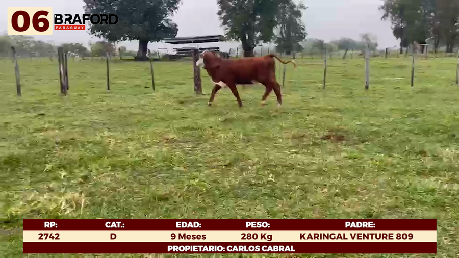 Lote LOTE 6 - TERNERAS DE CORRAL