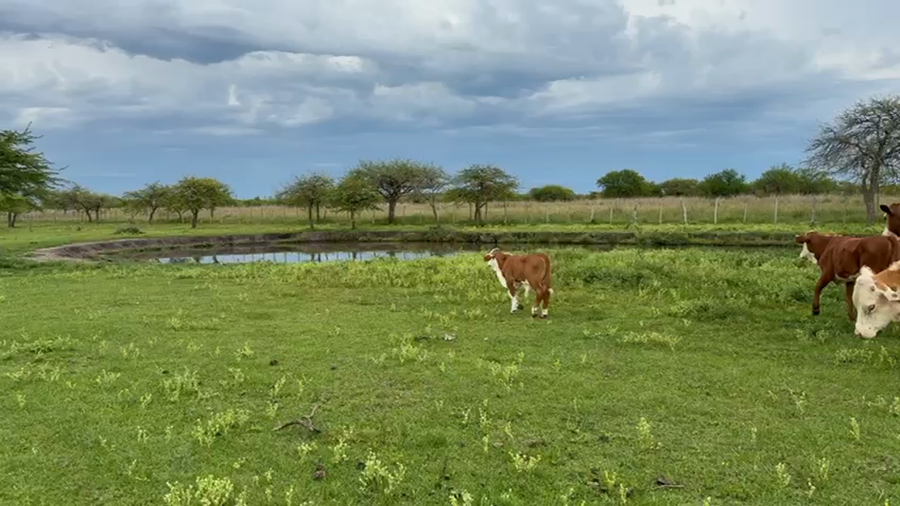 Lote 35 Vacas Preñadas y Paridas en Corrientes, Mercedes