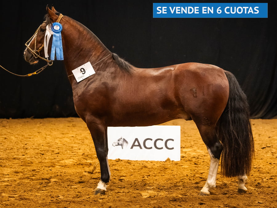 Lote TRES AR ANARQUISTA