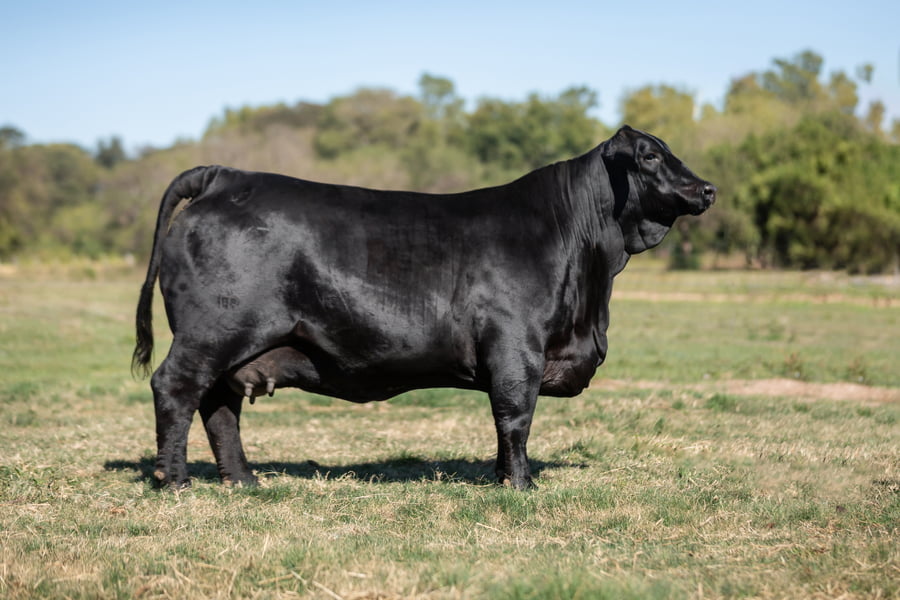 Lote Reproductores Altohondo - Lote 12