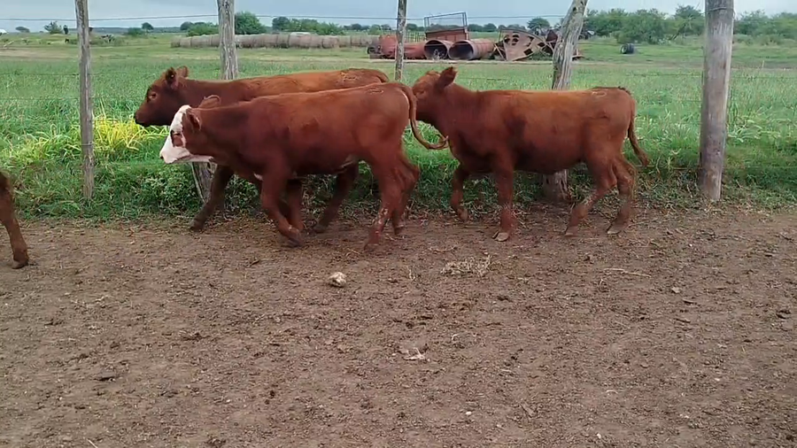 Lote 143 Terneras en Entre Ríos, San Jaime