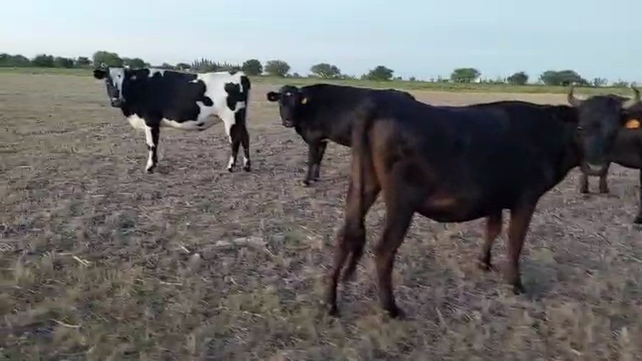 Lote 4 Vaquillonas Cruzas