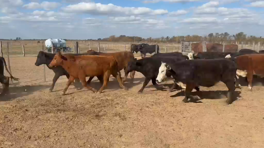 Lote 90 Terneros