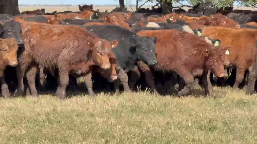 Lote 190 Novillitos