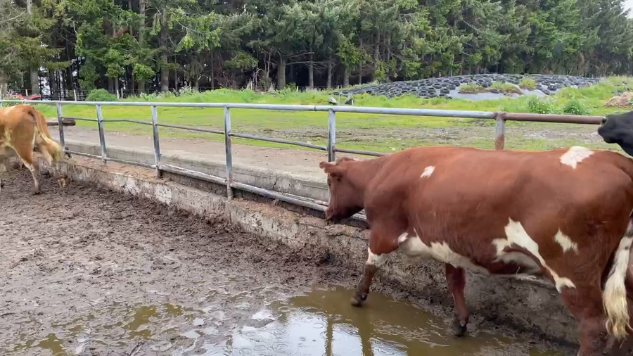 Lote 22 Vaquilla Gorda en Puerto Varas, X Región Los Lagos