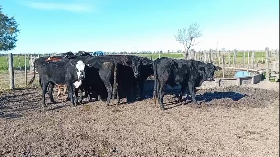 Lote 15 Novillos Cruza en Galisteo, Santa Fe