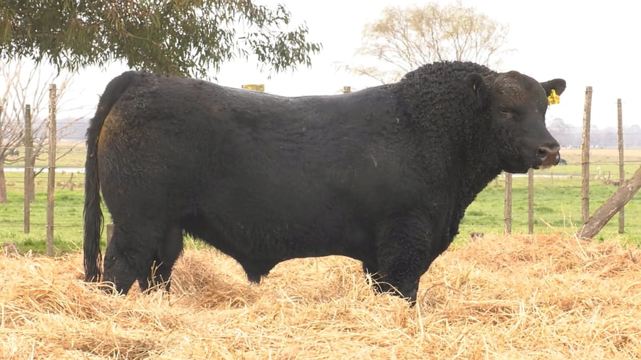 Lote TOROS PUROS POR CRUZA