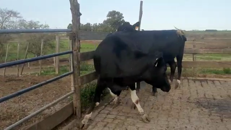 Lote 3 Vaquillonas 1 a 2 años KIWI a remate en PANTALLA CAMY - SAN JOSE  1500 VACUNOS 450kg - , San José