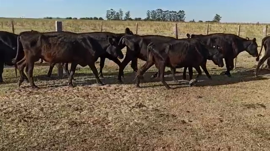 Lote 52 Vacas de invernar en Entre Ríos, San Salvador