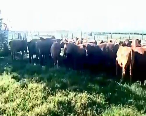 Lote 18 Terneros en Viamonte, Córdoba