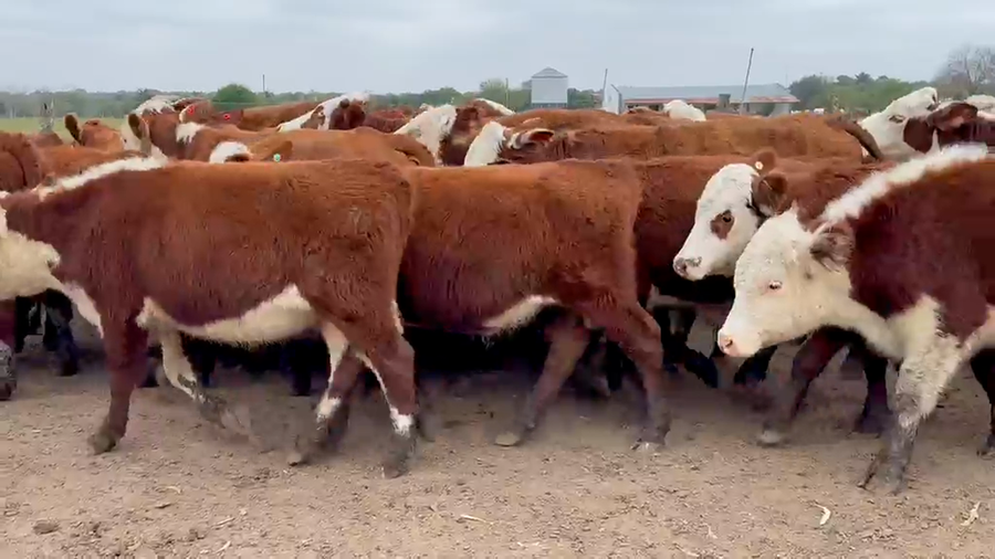 Lote 70 Novillitos